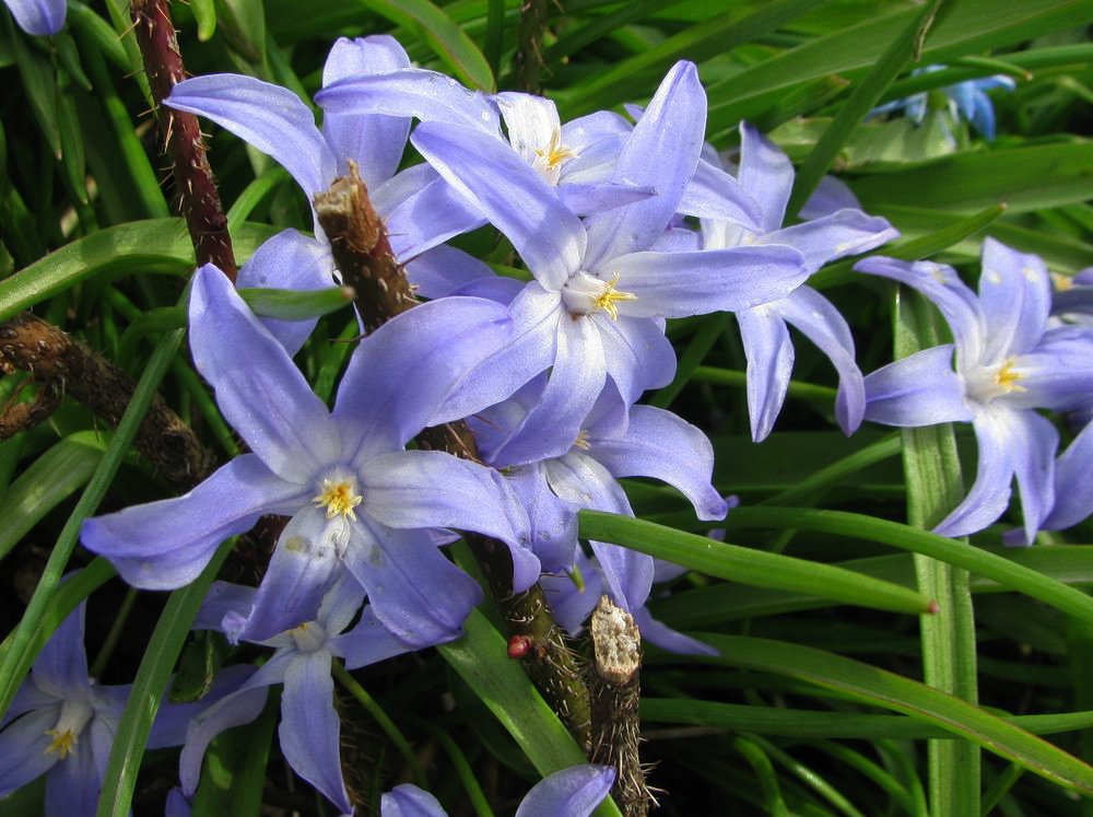 Изображение особи Chionodoxa luciliae.