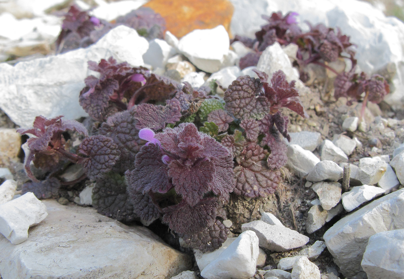 Изображение особи Lamium purpureum.