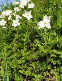 Anemone sylvestris