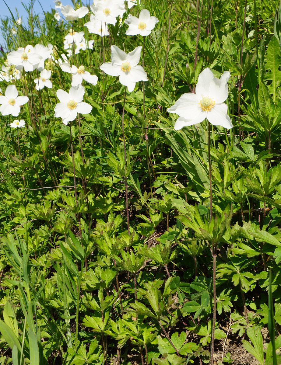 Image of Anemone sylvestris specimen.