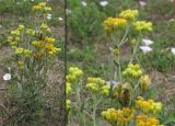 Helichrysum arenarium