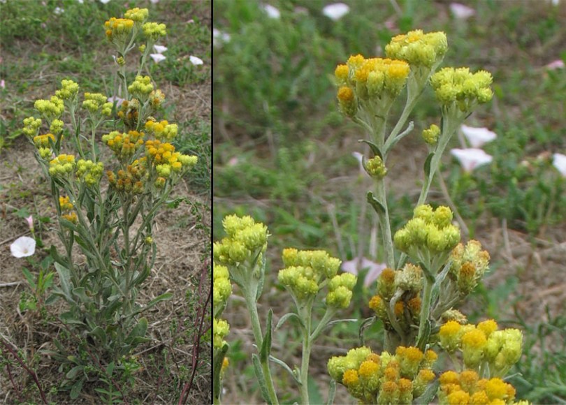 Изображение особи Helichrysum arenarium.