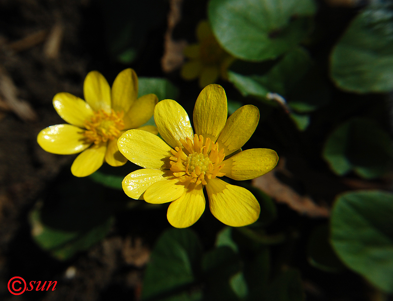 Изображение особи Ficaria calthifolia.