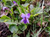 Viola odorata