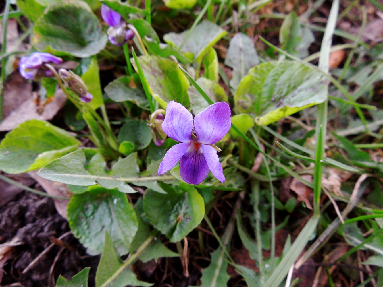 Изображение особи Viola odorata.