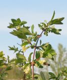 Lonicera edulis. Цветущая ветвь. Восточный Казахстан, Уланский р-н, с. Украинка, дачный участок, в культуре. 06.05.2005.