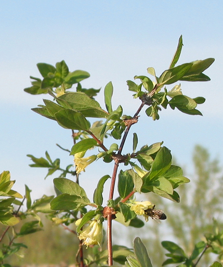 Изображение особи Lonicera edulis.