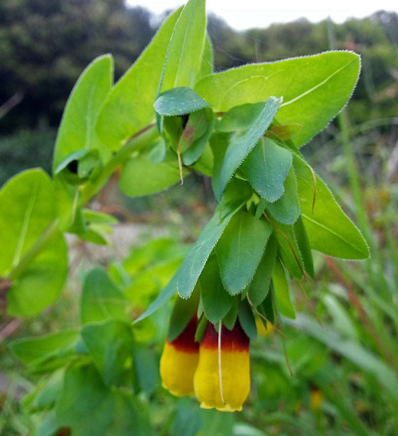 Image of Cerinthe major specimen.