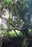 genus Ficus. Часть плодоносящего дерева. Таиланд, провинция Краби, национальный парк Као Сок, берег р. Сок. 16.12.2013.