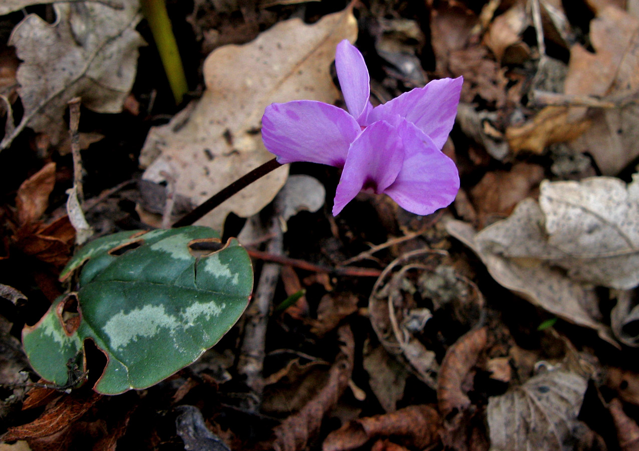 Image of Cyclamen coum specimen.