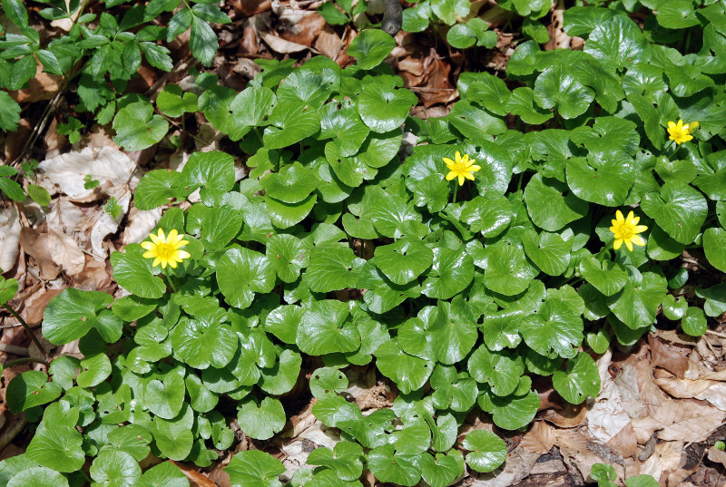 Image of Ficaria calthifolia specimen.