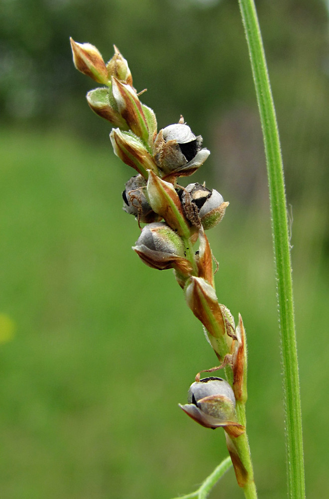 Изображение особи Carex rhizina.