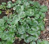 Asarum europaeum. Вегетирующее растение. Германия, г. Дюссельдорф, Ботанический сад университета. 02.06.2014.