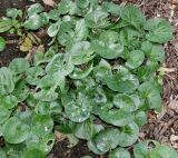 Asarum europaeum