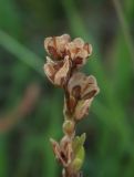 Veronica arvensis