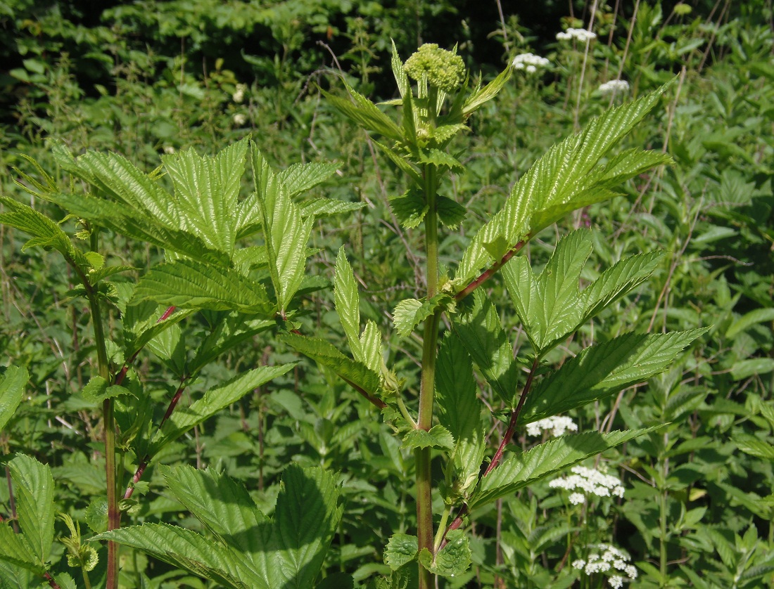 Image of Filipendula ulmaria ssp. denudata specimen.