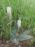 Plantago urvillei. Цветущее растение. Горный Крым, Бабуган-Яйла. 1 июля 2009 г.