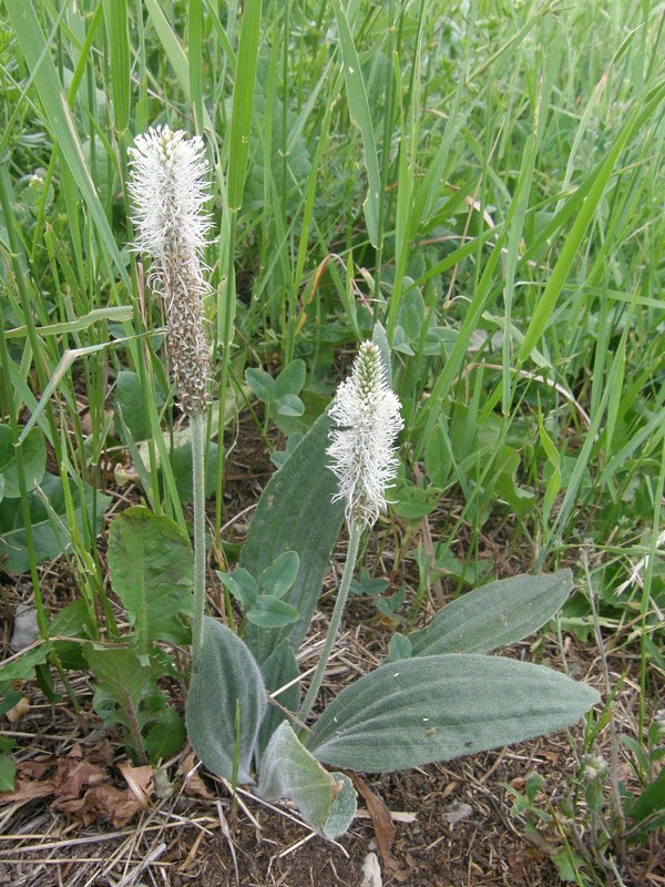 Изображение особи Plantago urvillei.