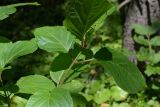 Hydrangea paniculata. Часть побега. Сахалинская область, окр. г. Южно-Сахалинска, отрог горы Чехова. 28.07.2014.
