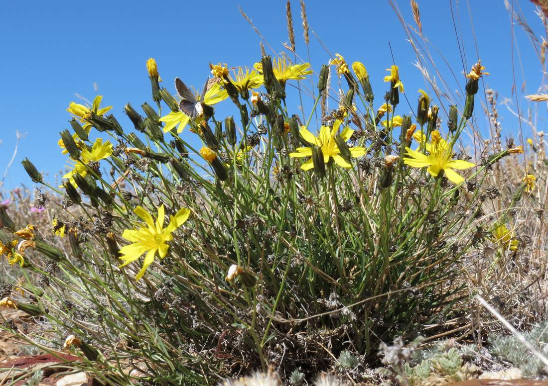 Image of Youngia akagii specimen.