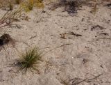 Festuca beckeri. Плодоносящее растение. Украина, Запорожская обл., Бердянский р-н, г. Бердянск, Бердянская коса. 01.08.2014.