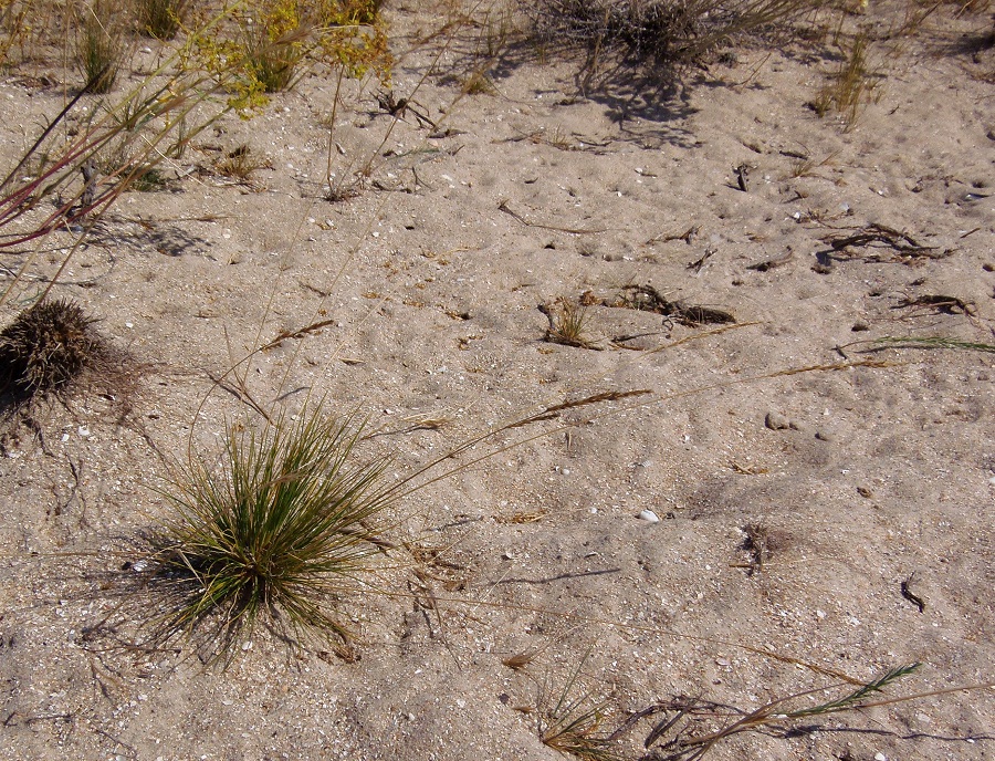 Изображение особи Festuca beckeri.