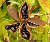 Paeonia suffruticosa. Раскрывающийся плод. Украина, Кривой Рог, Ботанический сад НАН Украины. 16.08.2014.