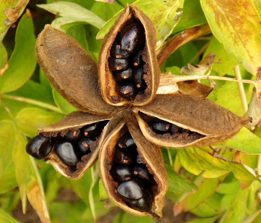 Image of Paeonia suffruticosa specimen.