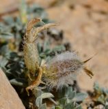 Astragalus amalecitanus. Отцветший цветок и незрелый плод. Израиль, нагорье Негев, окр. киббуца Сде Бокер, каменистый склон северной экспозиции. 10.03.2014.