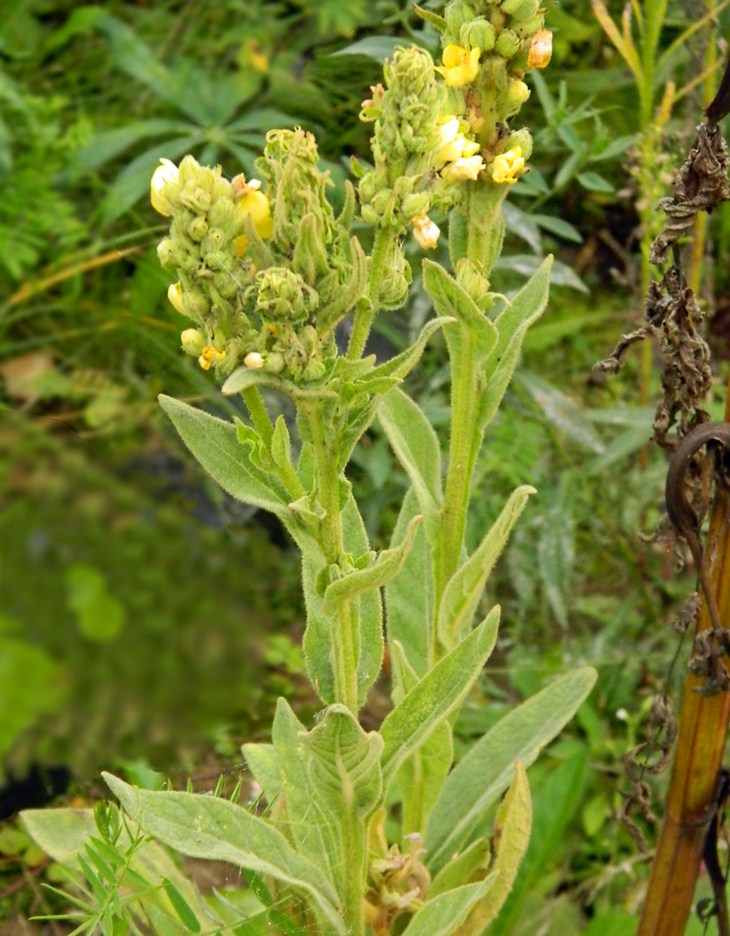 Изображение особи Verbascum thapsus.