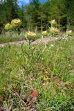 Carlina biebersteinii