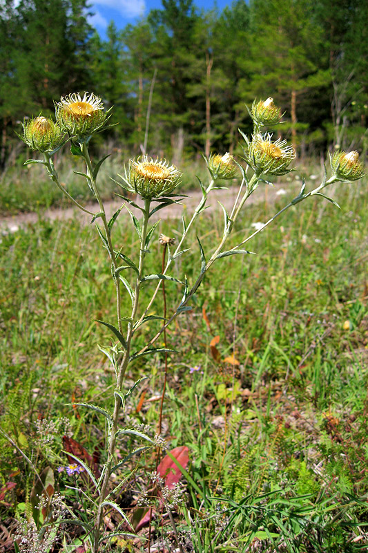 Изображение особи Carlina biebersteinii.