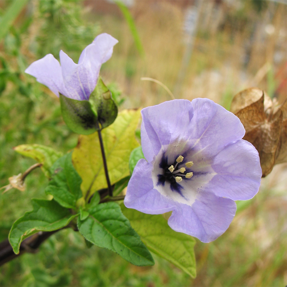 Изображение особи Nicandra physalodes.