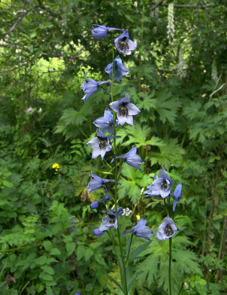 Image of Delphinium flexuosum specimen.