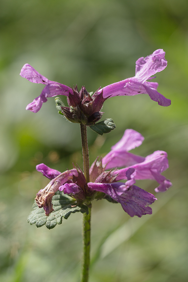 Изображение особи Betonica macrantha.