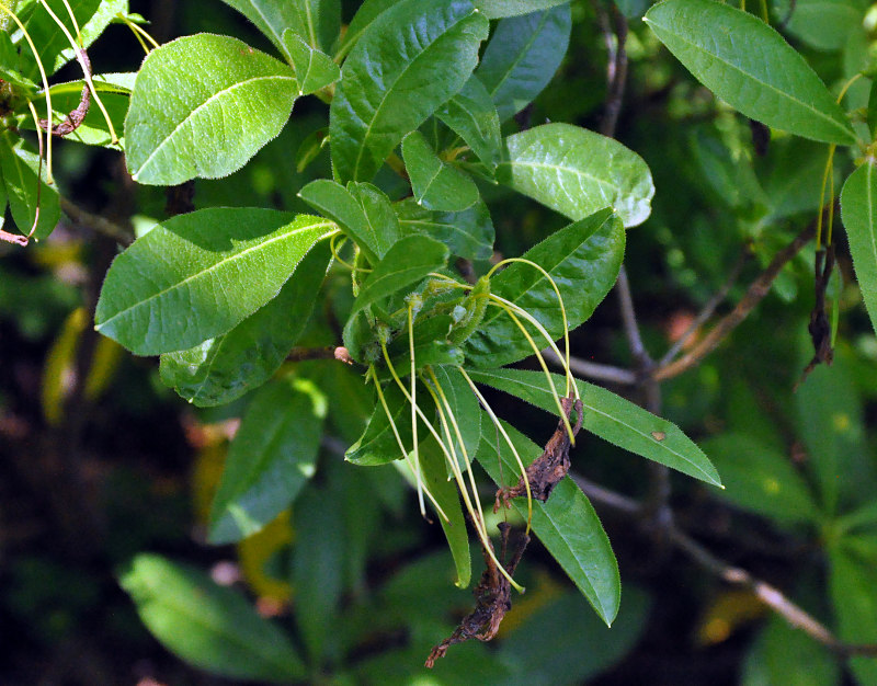 Image of Rhododendron luteum specimen.