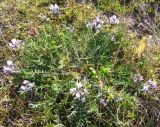 Oxytropis sordida