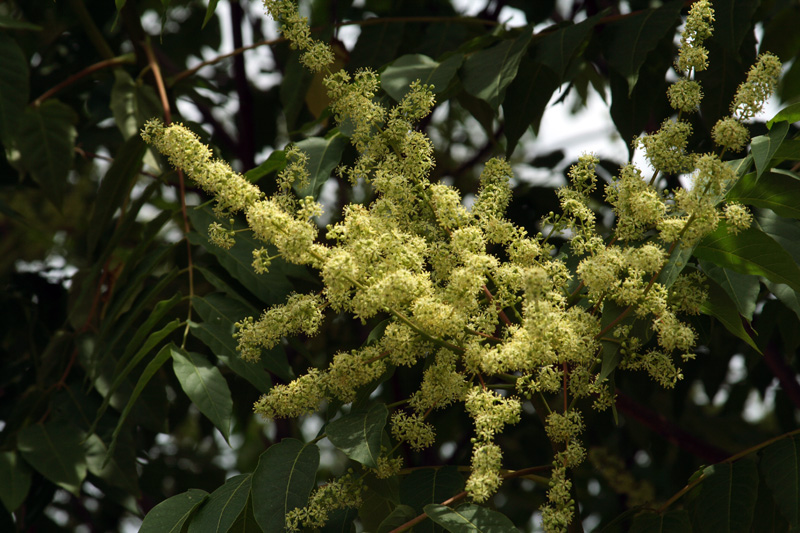 Изображение особи Ailanthus altissima.