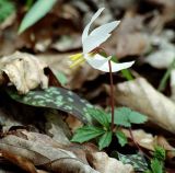 Erythronium caucasicum