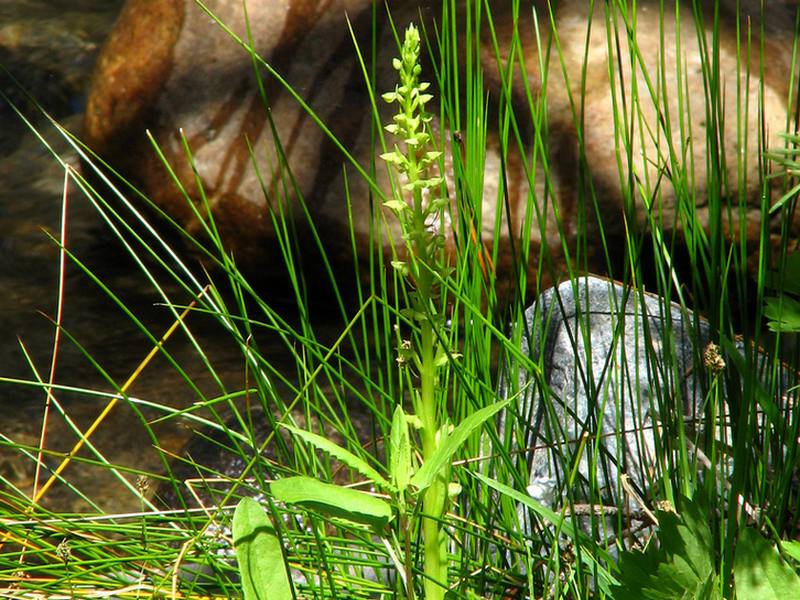 Image of Limnorchis convallariifolia specimen.