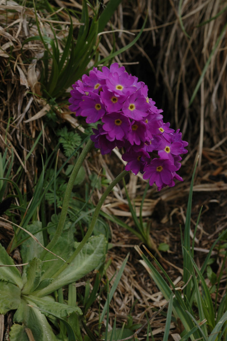 Image of Primula algida specimen.
