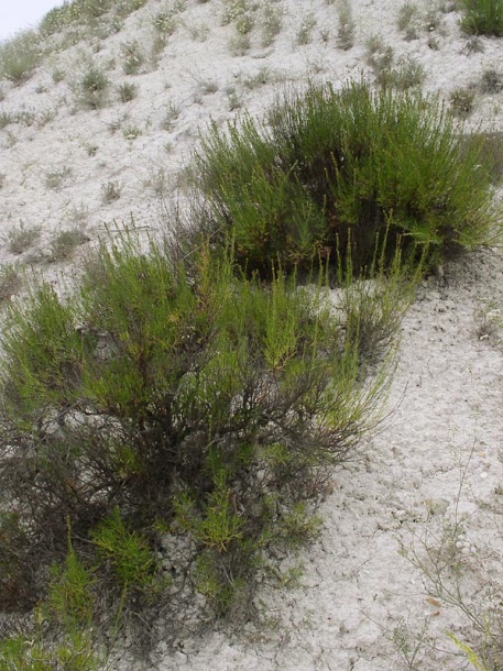 Image of Artemisia salsoloides specimen.