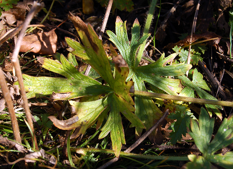 Изображение особи Ranunculus submarginatus.