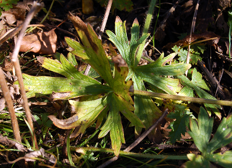 Image of Ranunculus submarginatus specimen.