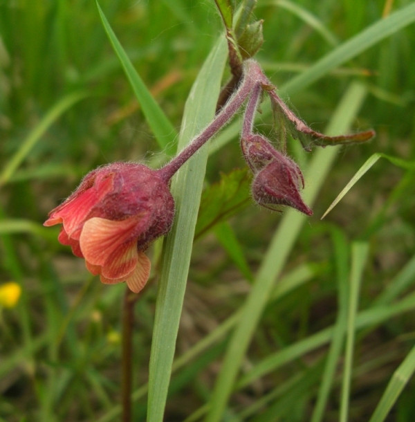 Изображение особи Geum rivale.