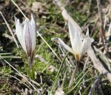 Crocus alatavicus