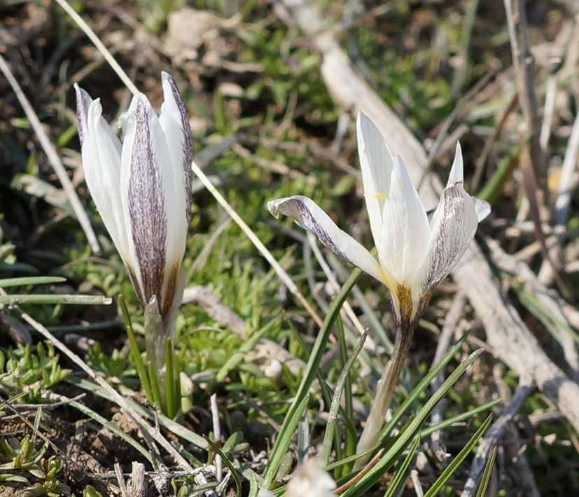 Image of Crocus alatavicus specimen.