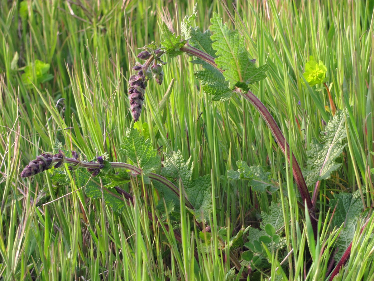 Image of Salvia verbenaca specimen.