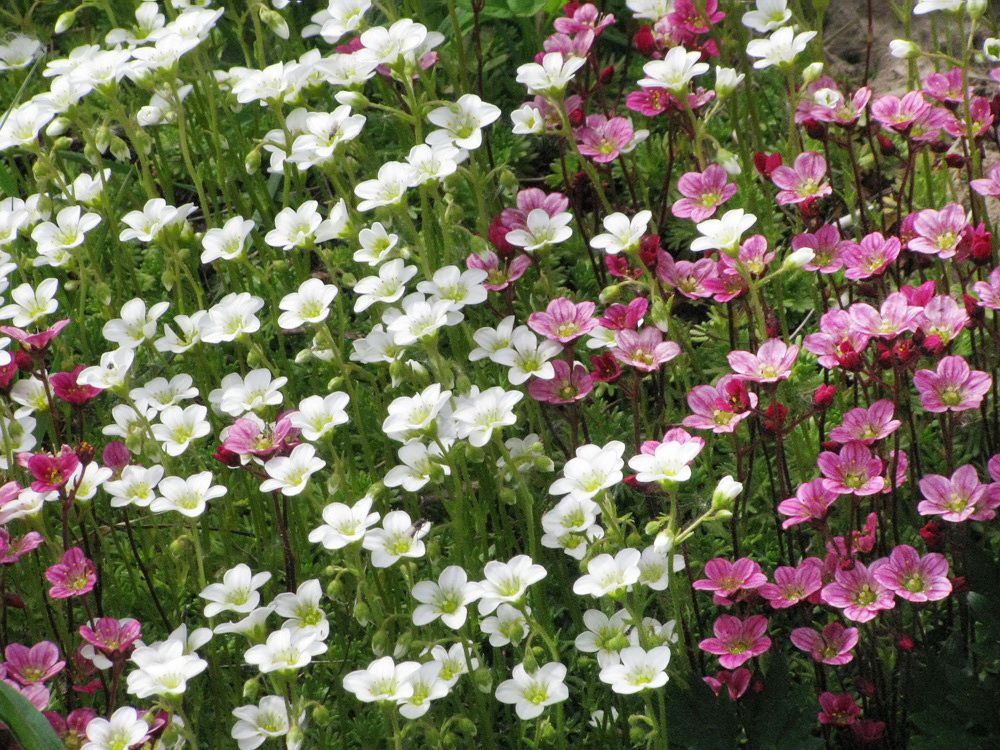 Image of Saxifraga × arendsii specimen.
