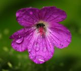 Geranium palustre. Цветок со спасающейся от дождя пчелой. Московская обл., Раменский р-н, окр. дер. Хрипань, садовый участок. 16.06.2015.